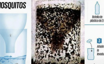 How to Make a DIY Plastic Bottle Mosquito Trap