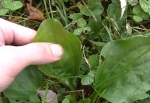 Everything About Plantain Herb And How To Use It