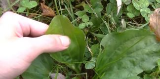 Everything About Plantain Herb And How To Use It