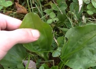 Everything About Plantain Herb And How To Use It