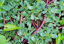 The 10 Health Benefits Of Purslane You’ve Probably Never Heard Of: