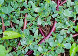 The 10 Health Benefits Of Purslane You’ve Probably Never Heard Of: