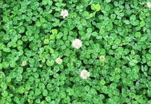 11 Reasons a Clover Lawn is Better than Grass Lawn