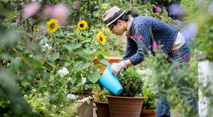 If You Want To Have The Best Garden Of Your Neighborhood, Follow These 9 Tips!