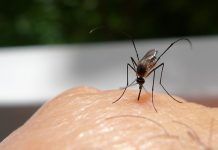 6 Reasons Why Mosquitos Are Attracted to you