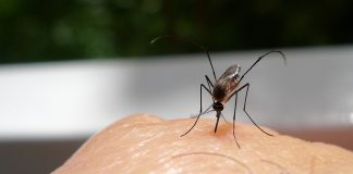 6 Reasons Why Mosquitos Are Attracted to you