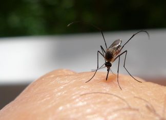 6 Reasons Why Mosquitos Are Attracted to you