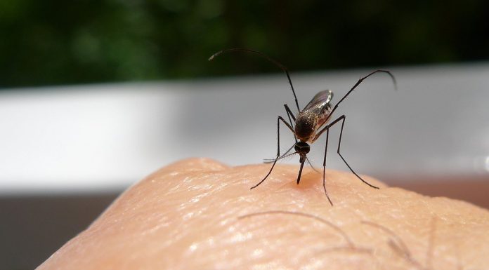 6 Reasons Why Mosquitos Are Attracted to you