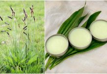 How to Make a Simple Healing Plantain Salve For Burns, Bites, Eczema & More