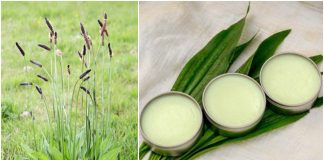 How to Make a Simple Healing Plantain Salve For Burns, Bites, Eczema & More