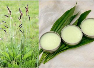 How to Make a Simple Healing Plantain Salve For Burns, Bites, Eczema & More