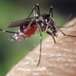 Read this if You Get a Ton of Mosquito Bites