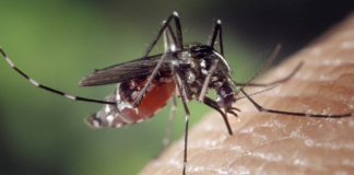 Read this if You Get a Ton of Mosquito Bites