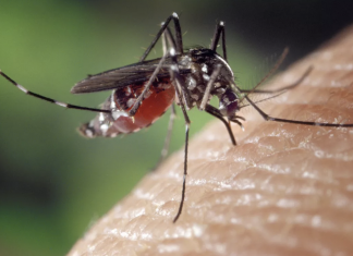 Read this if You Get a Ton of Mosquito Bites