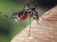 Read this if You Get a Ton of Mosquito Bites