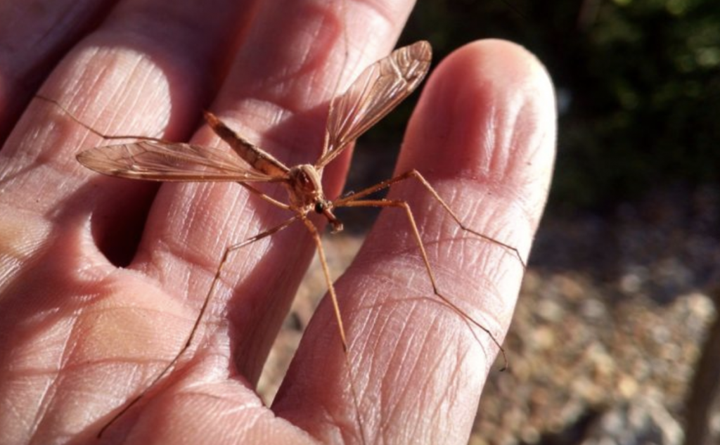 do-mosquitoes-prefer-a-certain-blood-type