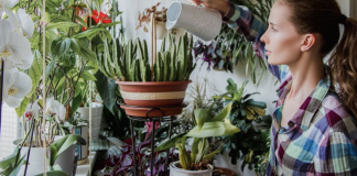 8 Very Useful Houseplants Every Home Must Have