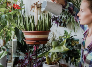 8 Very Useful Houseplants Every Home Must Have