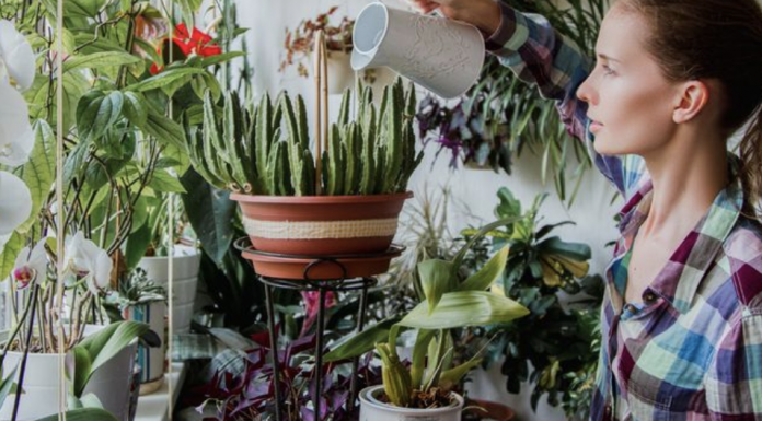 8 Very Useful Houseplants Every Home Must Have