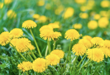6 Potential Health Benefits Of Dandelion That You Should Know About