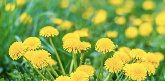6 Potential Health Benefits Of Dandelion That You Should Know About