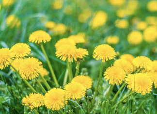 6 Potential Health Benefits Of Dandelion That You Should Know About