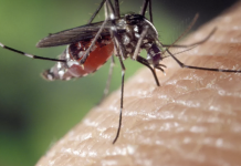 How to make a natural bug, fly, and mosquito repellant and how to use it