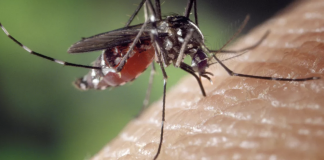 How to make a natural bug, fly, and mosquito repellant and how to use it