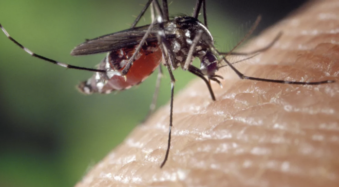 How to make a natural bug, fly, and mosquito repellant and how to use it