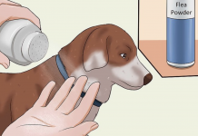 4 Efficient Ways How to Get Rid of Fleas in the House