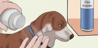 4 Efficient Ways How to Get Rid of Fleas in the House