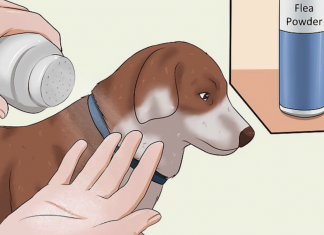 4 Efficient Ways How to Get Rid of Fleas in the House