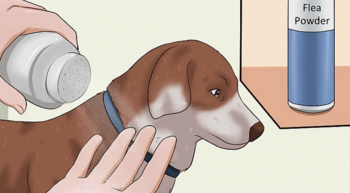4 Efficient Ways How to Get Rid of Fleas in the House