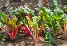 12 Most Nutrient Dense Foods You Can Grow At Home