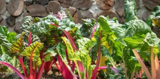 12 Most Nutrient Dense Foods You Can Grow At Home