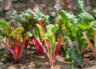 12 Most Nutrient Dense Foods You Can Grow At Home