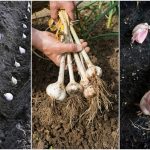 Learn How To Grow A Whole Bulb Of Garlic Using Only One Clove