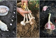 Learn How To Grow A Whole Bulb Of Garlic Using Only One Clove