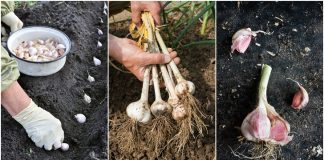 Learn How To Grow A Whole Bulb Of Garlic Using Only One Clove