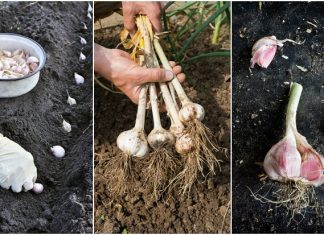 Learn How To Grow A Whole Bulb Of Garlic Using Only One Clove