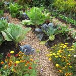 Incompatible Plants: 20 Plants & What They Can’t Grow With
