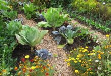 Incompatible Plants: 20 Plants & What They Can’t Grow With