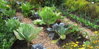 Incompatible Plants: 20 Plants & What They Can’t Grow With