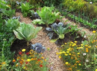 Incompatible Plants: 20 Plants & What They Can’t Grow With