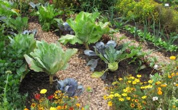 Incompatible Plants: 20 Plants & What They Can’t Grow With