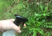 DYI The Best And Cheapest Organic Weed Killer