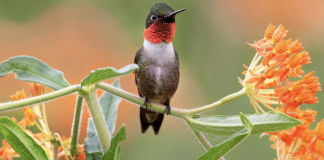 Grow These Native Plants So Your Backyard Birds Can Feast.