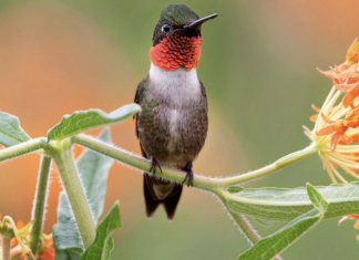 Grow These Native Plants So Your Backyard Birds Can Feast.