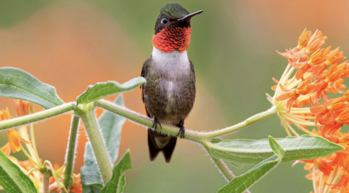 Grow These Native Plants So Your Backyard Birds Can Feast.