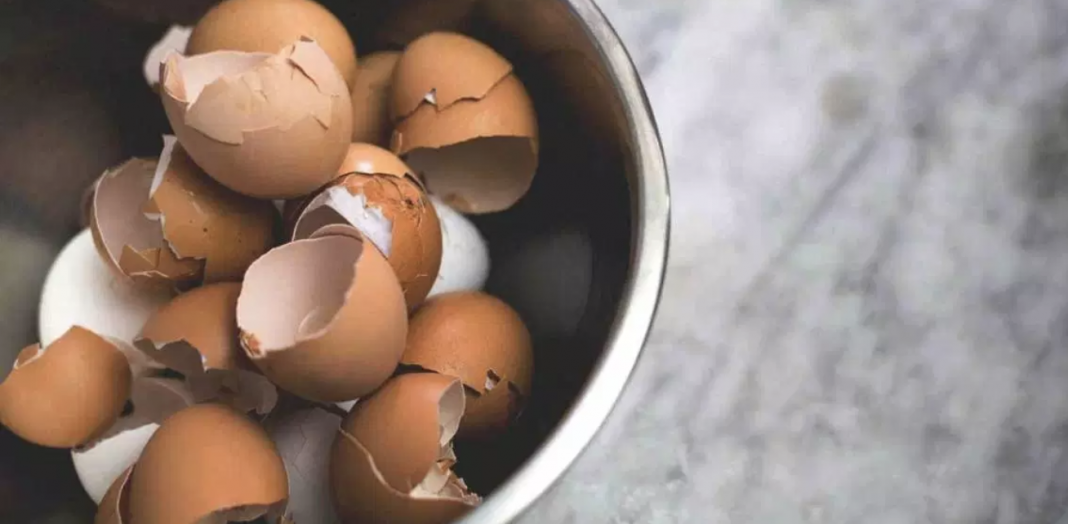 The benefits of eggshells and how to prepare eggshell powder Grandma